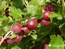 Вирощування аґрусу, догляд за аґрусом, хвороби аґрусу вирощування