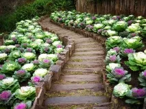 Вирощування декоративної капусти як декор та корисний овоч декоративної