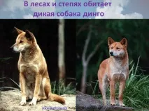 дивото динго