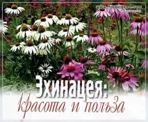 ехинацея снимка