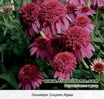 засаждане засаждане