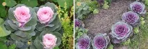 Вирощування декоративної капусти як декор та корисний овоч капусти