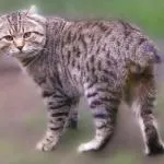 описание highlander