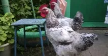 пилета пилета