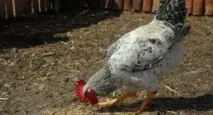 пилета месо