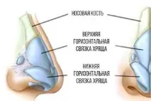 Хрящі носа – що це таке і навіщо вони потрібні хрящі