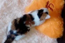 В’язка котів і кішок в Томську - оголошення про котячі випадки язка