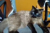 В’язка котів і кішок в Томську - оголошення про котячі випадки котів