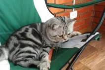 В’язка котів і кішок в Томську - оголошення про котячі випадки котів