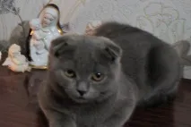 В’язка котів і кішок в Томську - оголошення про котячі випадки котів