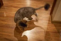 трагедия котка