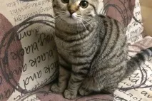 В’язка котів і кішок в Томську - оголошення про котячі випадки котів