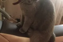 В’язка котів і кішок в Томську - оголошення про котячі випадки томську