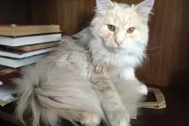 В’язка котів і кішок в Томську - оголошення про котячі випадки томську