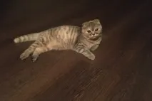 В’язка котів і кішок в Томську - оголошення про котячі випадки томську