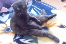 В’язка котів і кішок в Томську - оголошення про котячі випадки оголошення