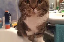 В’язка котів і кішок в Томську - оголошення про котячі випадки кішок