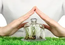 кімнатних