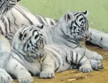 животните животните