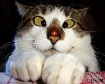 котка трагедия