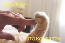 говореше Таралежът помисли казах