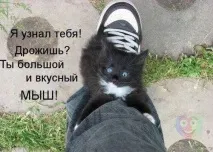 казах говореше Таралежът помисли