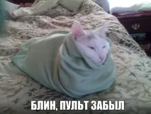 говореше Таралежът говореше Таралежът помисли