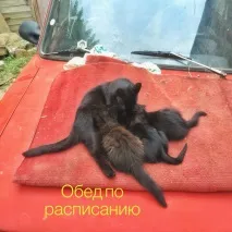 говореше Таралежът поберем