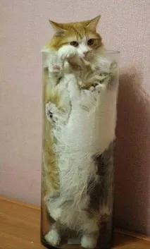 казах казах