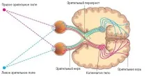 структура зрителният