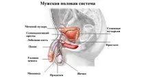 бучки
