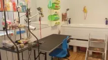 кучета котки кучета котки