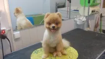 грижа котки