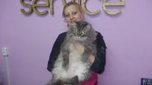 кучета котки кучета котки
