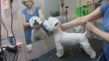 грижа котки