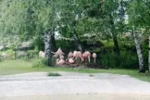 Зоопарк у Хельсінкі історія, тварини зоопарку, адреса та фото хельсінкі