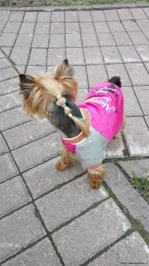 zoosalon кучета