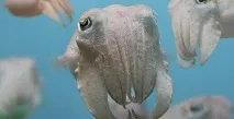 които сменят