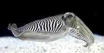 сменят животни