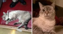 20 фотографій кошенят до і після їхнього порятунку з лап вулиць фотографій