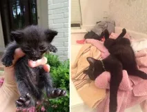 20 фотографій кошенят до і після їхнього порятунку з лап вулиць їхнього