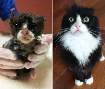 20 фотографій кошенят до і після їхнього порятунку з лап вулиць кошенят