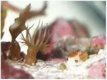 няколко седмици anemone