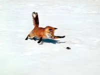 Приручення лисиць приручення