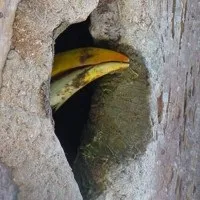 носорогів