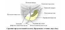 Уривчасте сечовипускання у чоловіків причини, що робити чоловіків