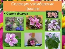 биология темата