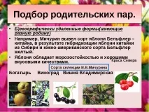 презентация quot