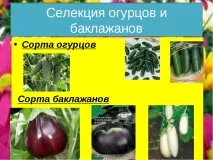 клас темата