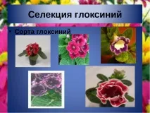 презентация quot